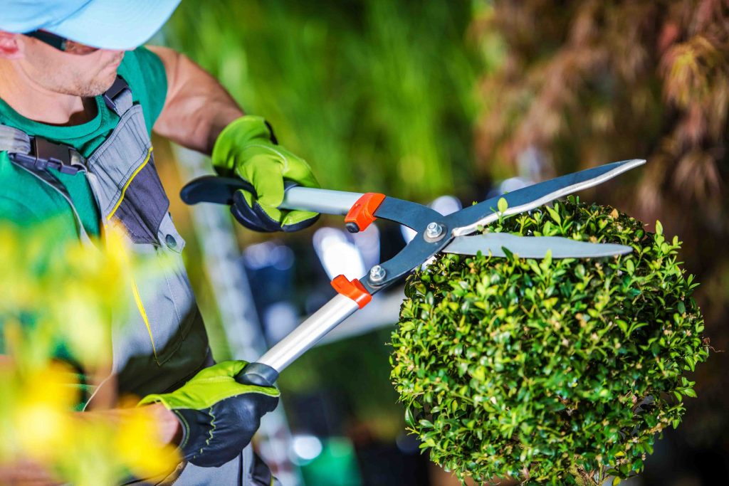 Gardener Trimming Plants. Topiary Work. Passion For Plants Concept Photo.